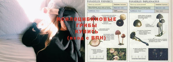 амф Сосновый Бор